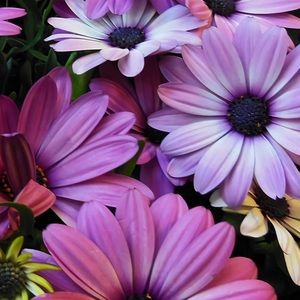 Meet your Posher, Celinette